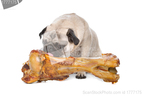 Image of Pug with a huge bone