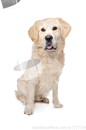 Image of Golden Retriever