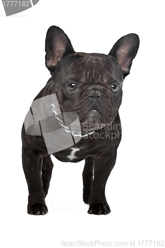 Image of Dark brown French bulldog