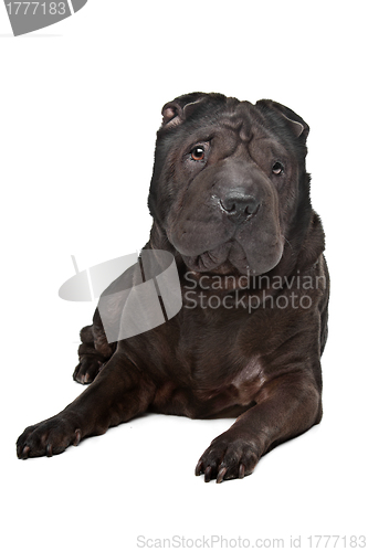 Image of Shar-Pei