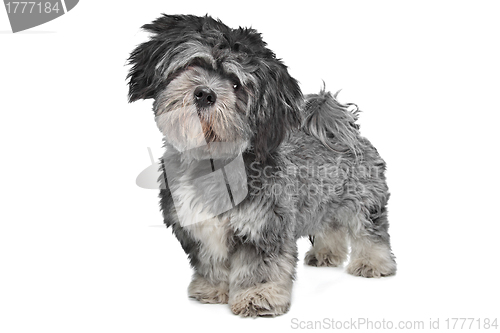 Image of Lhasa Apso