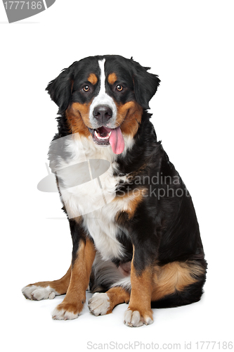 Image of Bernese Mountain Dog