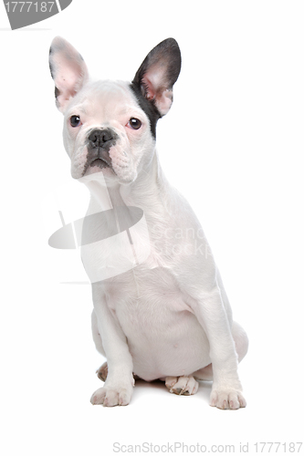 Image of French Bulldog puppy