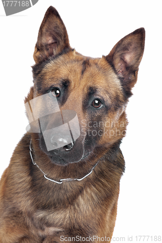 Image of Belgian Shepherd portrait