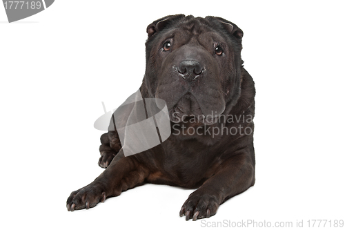 Image of Shar-Pei