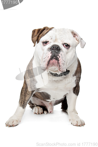 Image of Old English Bulldog