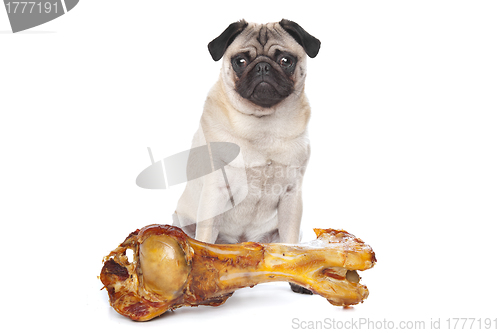 Image of Pug with a huge bone