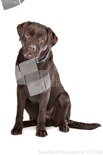 Image of Chocolate Labrador