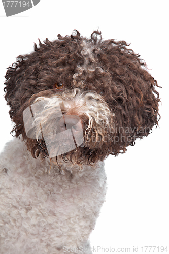 Image of lagotto romagnola