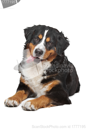 Image of Bernese Mountain Dog