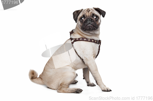 Image of Pug dog