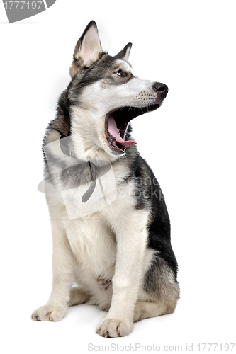 Image of Alaskan Malamute puppy