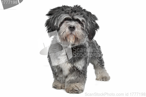 Image of Lhasa Apso