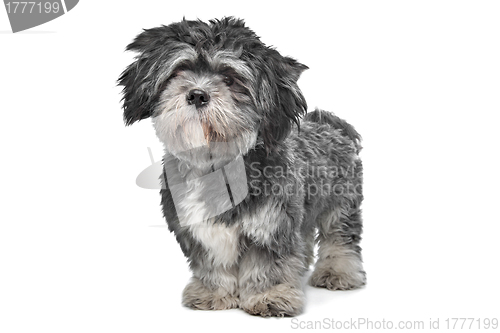 Image of Lhasa Apso