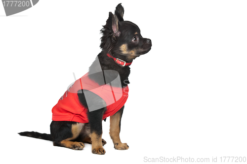 Image of chihuahua with red shirt
