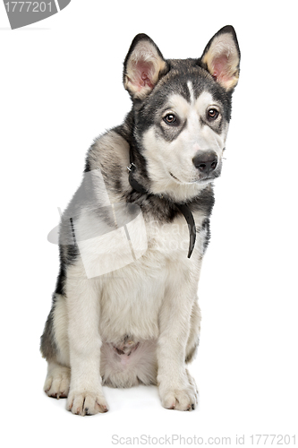 Image of Alaskan Malamute puppy