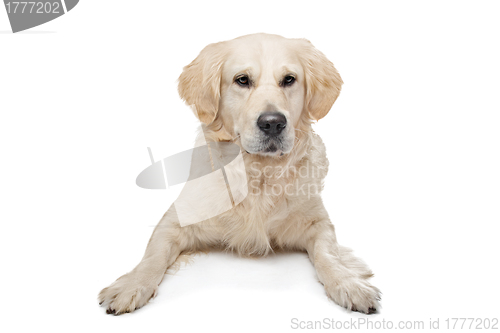 Image of Golden Retriever