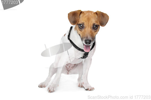 Image of Jack Russel Terrier