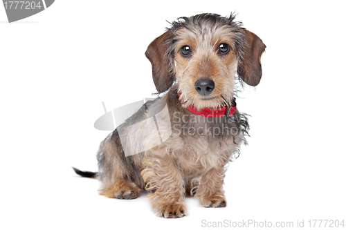 Image of Wire-haired Dachshund