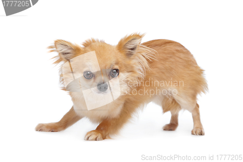 Image of Brown long haired chihuahua