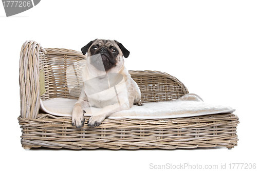 Image of Pug on a luxury bed