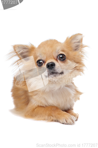 Image of Brown long haired chihuahua