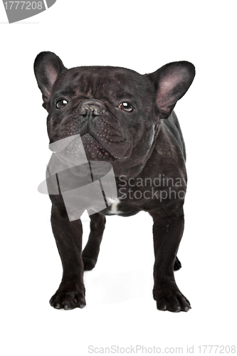 Image of Dark brown French bulldog