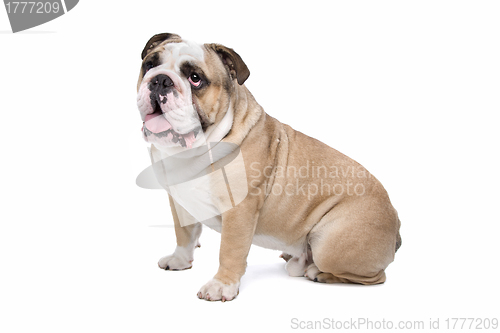 Image of English Bulldog