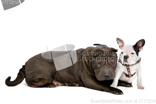 Image of Shar-Pei and a French Bulldog puppy