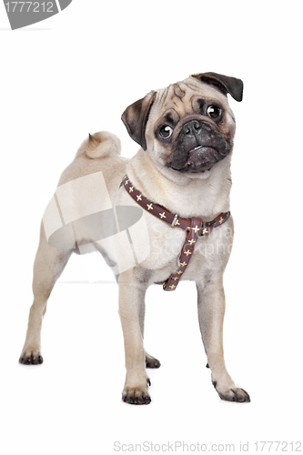 Image of Pug dog