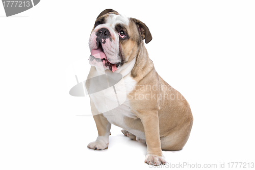 Image of English Bulldog