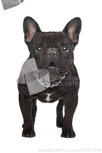 Image of Dark brown French bulldog