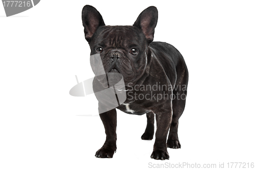 Image of Dark brown French bulldog