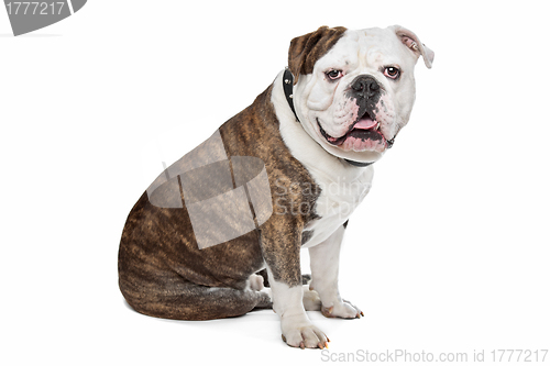 Image of Old English Bulldog