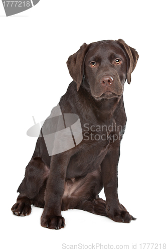 Image of Chocolate Labrador