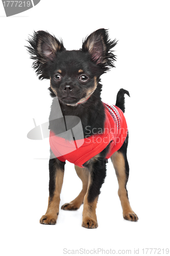 Image of chihuahua with red shirt