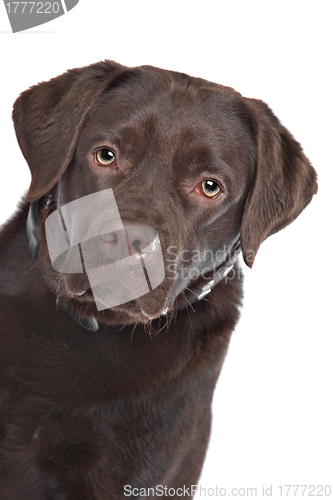 Image of Chocolate Labrador