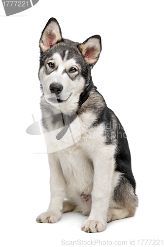 Image of Alaskan Malamute puppy