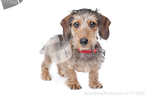 Image of Wire-haired Dachshund