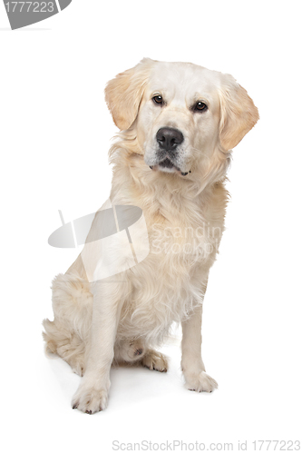 Image of Golden Retriever