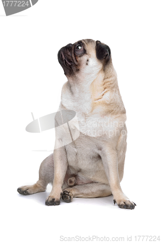 Image of Pug dog