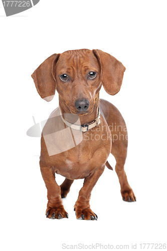 Image of short haired dachshund