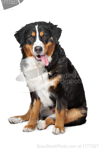 Image of Bernese Mountain Dog