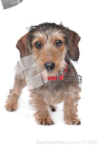 Image of Wire-haired Dachshund