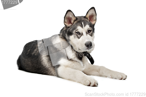 Image of Alaskan Malamute puppy