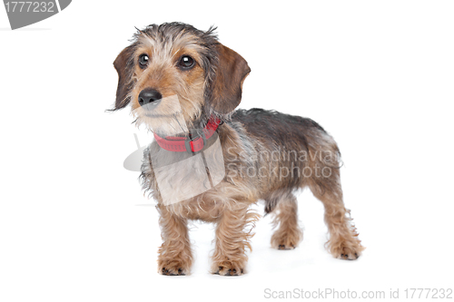 Image of Wire-haired Dachshund