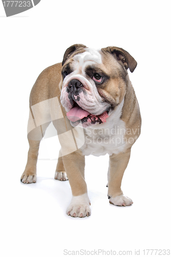 Image of English Bulldog