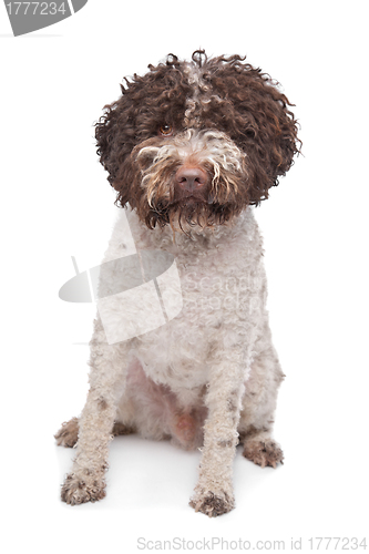 Image of lagotto romagnola