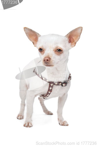 Image of White Chihuahua