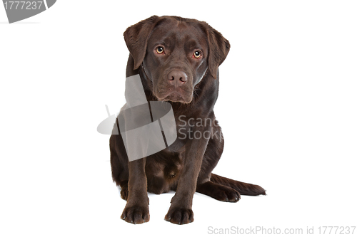 Image of Chocolate Labrador